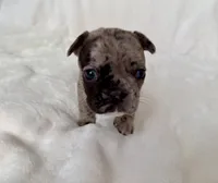 Patchie, a female French Bulldog for sale in Conway, SC – Photo 3 of 4