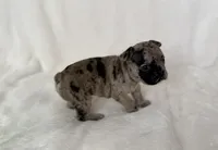 Patchie, a female French Bulldog for sale in Conway, SC – Photo 2 of 4