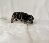 Marlee, a female French Bulldog for sale in Conway, SC – Photo 4 of 5