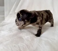 Marlee, a female French Bulldog for sale in Conway, SC – Photo 5 of 5