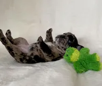 Marlee, a female French Bulldog for sale in Conway, SC – Photo 3 of 5