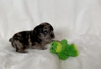 Marlee, a female French Bulldog for sale in Conway, SC – Photo 2 of 5