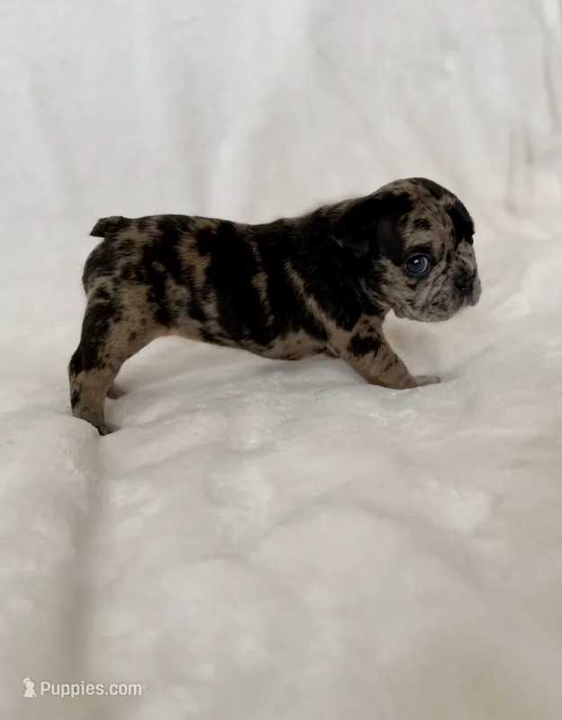 Marlee – French Bulldog puppy for sale in Conway, SC