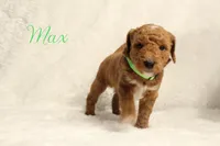 Jack micro F1bb, a male Goldendoodle for sale in Bartlett, IL – Photo 1 of 2