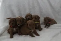 Jack micro F1bb, a male Goldendoodle for sale in Bartlett, IL – Photo 2 of 2