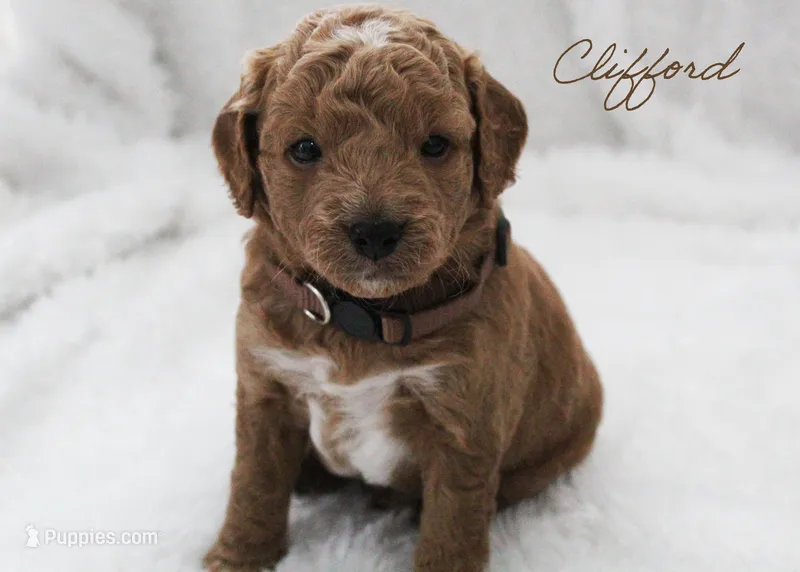 Clifford  – Goldendoodle puppy for sale in Bartlett, IL