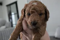 Clifford , a male Goldendoodle for sale in Bartlett, IL – Photo 2 of 2