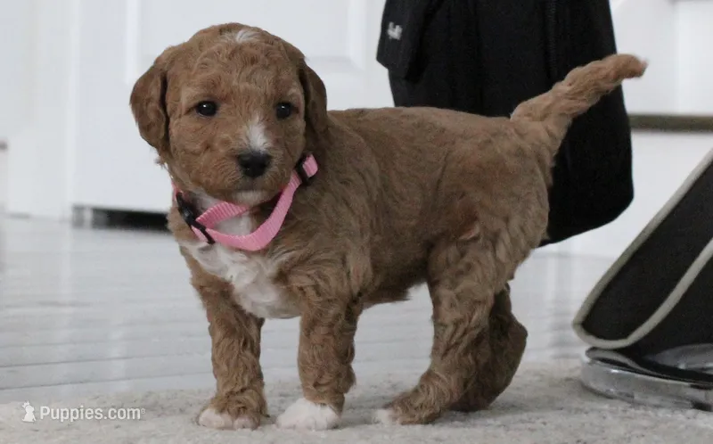 Nova F1bb micro  – Goldendoodle puppy for sale in Bartlett, IL