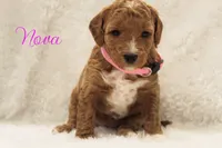 Nova F1bb micro , a female Goldendoodle for sale in Bartlett, IL – Photo 2 of 2