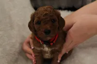 Bella, a female Miniature Goldendoodle for sale in Bartlett, IL – Photo 3 of 4