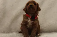 Bella, a female Miniature Goldendoodle for sale in Bartlett, IL – Photo 2 of 4