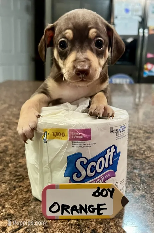 Gumba - Orange – Rat Terrier, Dachshund puppy for sale in Lumberton, NC