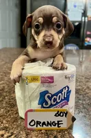 Gumba - Orange, a male Rat Terrier and Dachshund for sale in Lumberton, NC – 1 of 5