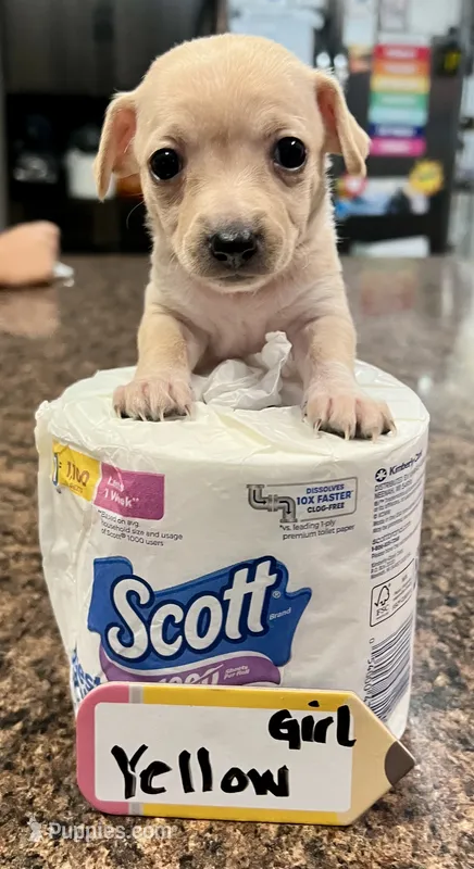 Tali - Yellow – Rat Terrier, Dachshund puppy for sale in Lumberton, NC
