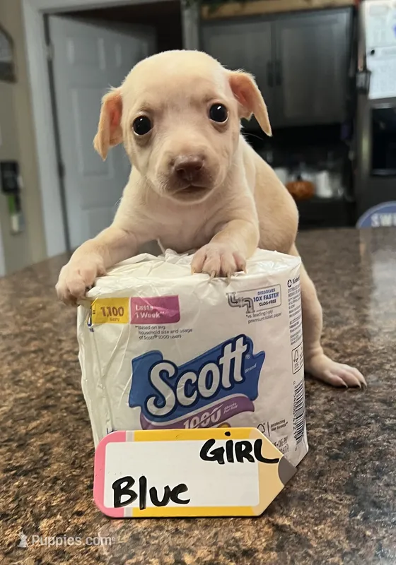 Peach - Blue – Rat Terrier, Dachshund puppy for sale in Lumberton, NC