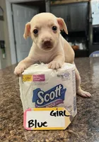 Peach - Blue, a female Rat Terrier and Dachshund for sale in Lumberton, NC – 1 of 5