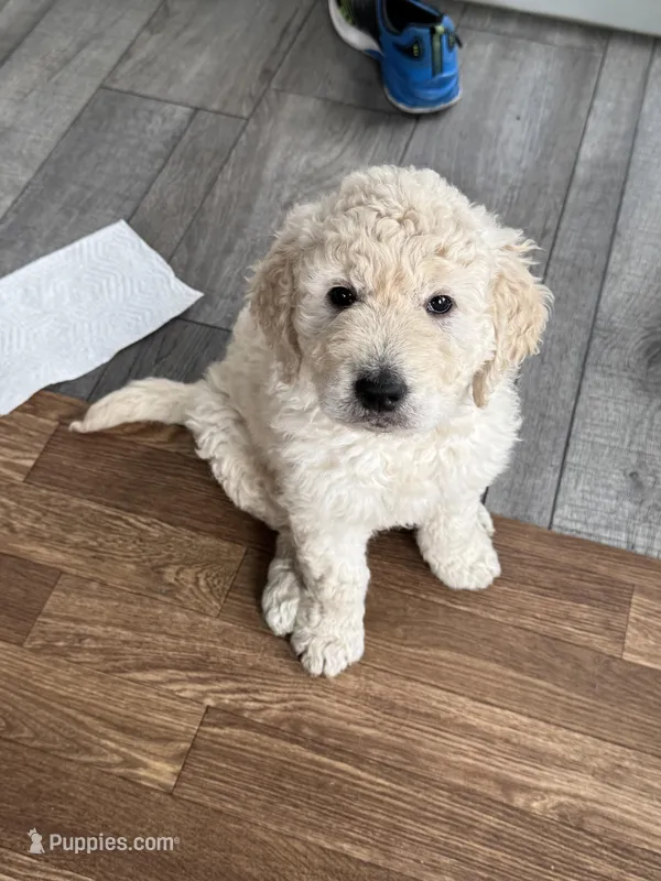 Star – Goldendoodle, Labrador Retriever puppy for sale in Lumberton, NC