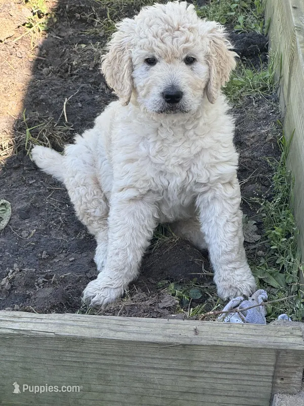 Star – Goldendoodle, Labrador Retriever puppy for sale in Lumberton, NC