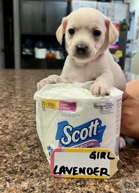 Marie - Lavender – Rat Terrier, Dachshund puppy for sale in Lumberton, NC