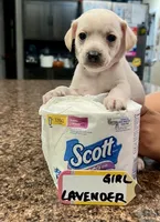 Marie - Lavender, a female Rat Terrier and Dachshund for sale in Lumberton, NC – 1 of 5