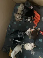 Tali - Yellow, a female Rat Terrier and Dachshund for sale in Lumberton, NC – 5 of 5