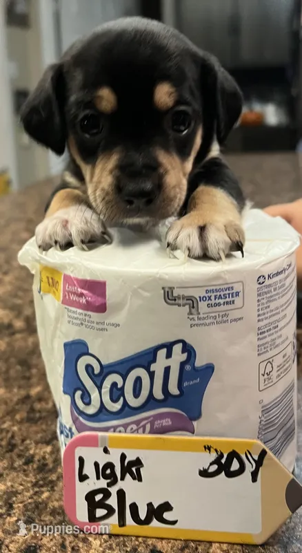Toad - light blue – Rat Terrier, Dachshund puppy for sale in Lumberton, NC