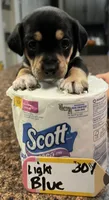 Toad - light blue, a male Rat Terrier and Dachshund for sale in Lumberton, NC – 1 of 5