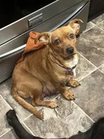 Rosalita - Brown, a female Rat Terrier and Dachshund for sale in Lumberton, NC – 2 of 5
