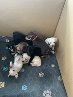 Gumba - Orange, a male Rat Terrier and Dachshund for sale in Lumberton, NC – 5 of 5