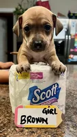 Rosalita - Brown, a female Rat Terrier and Dachshund for sale in Lumberton, NC – 1 of 5