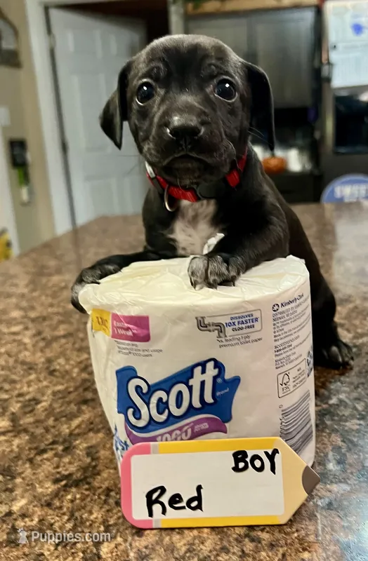 Mario - Red – Rat Terrier, Dachshund puppy for sale in Lumberton, NC