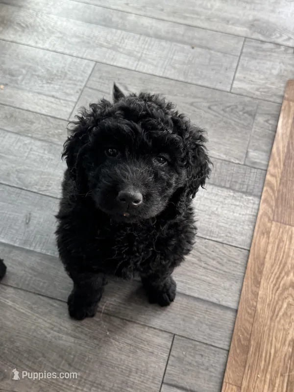 Midnight – Goldendoodle, Labrador Retriever puppy for sale in Lumberton, NC