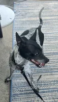 Gumba - Orange, a male Rat Terrier and Dachshund for sale in Lumberton, NC – 3 of 5
