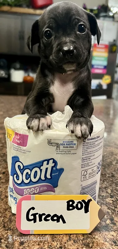 Luigi - Green – Rat Terrier, Dachshund puppy for sale in Lumberton, NC