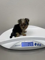 Cookie, a male Yorkshire Terrier for sale in Fresno, CA – 6 of 9