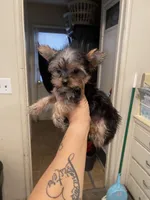 Darla, a female Yorkshire Terrier for sale in Fresno, CA – 4 of 10