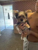 Cookie, a male Yorkshire Terrier for sale in Fresno, CA – 4 of 9