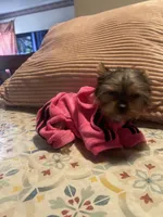 Darla, a female Yorkshire Terrier for sale in Fresno, CA – 10 of 10