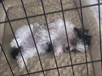 Oreo, a male Yorkshire Terrier for sale in Fresno, CA – 2 of 10