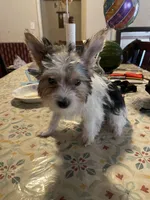 Oreo, a male Yorkshire Terrier for sale in Fresno, CA – 7 of 7