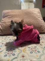 Darla, a female Yorkshire Terrier for sale in Fresno, CA – 5 of 10