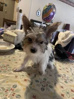 Oreo, a male Yorkshire Terrier for sale in Fresno, CA – 4 of 7