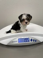 Oreo, a male Yorkshire Terrier for sale in Fresno, CA – 8 of 10