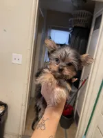 Darla, a female Yorkshire Terrier for sale in Fresno, CA – 8 of 10