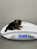 Cookie, a male Yorkshire Terrier for sale in Fresno, CA – 7 of 9