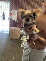 Cookie, a male Yorkshire Terrier for sale in Fresno, CA – 8 of 9