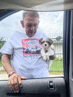 Oreo, a male Yorkshire Terrier for sale in Fresno, CA – 5 of 10