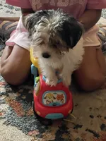 Oreo, a male Yorkshire Terrier for sale in Fresno, CA – 4 of 10