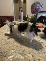 Oreo, a male Yorkshire Terrier for sale in Fresno, CA – 3 of 7