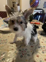 Oreo, a male Yorkshire Terrier for sale in Fresno, CA – 2 of 7